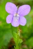 Early Dog-violet Royalty Free Stock Images Early Dog-violet Royalty Free Stock Images