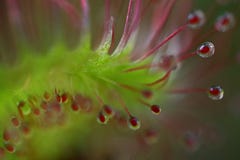 Early morning Common sundew with shining glue droplets royalty free stock photography Early morning Common sundew with shining glue droplets royalty free stock photography