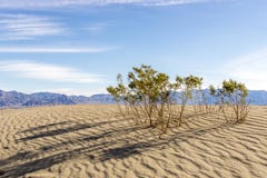 Early Morning in Mesquite Sand Dunes stock image Early Morning in Mesquite Sand Dunes stock image
