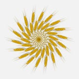 Ears of wheat, barley or rye are woven into one bundle Stock Illustration Ears of wheat, barley or rye are woven into one bundle Stock Illustration