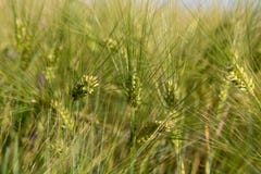 Ears of wheat close-up in a green field stock image Ears of wheat close-up in a green field stock image