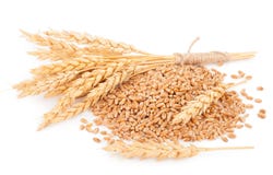 Ears of wheat and wheat grains Royalty Free Stock Images Ears of wheat and wheat grains Royalty Free Stock Images