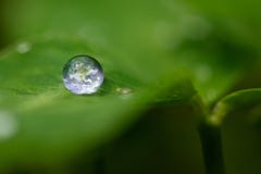 The earth in a drop - Green Living