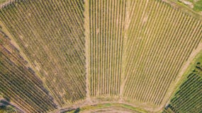 Earth`s line. A drone vertical perspective of the vineyards. Agricultural fields stock image Earth`s line. A drone vertical perspective of the vineyards. Agricultural fields stock image