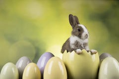 Easter Animal Holiday, Eggs And Green Background Stock Photos