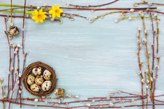 Easter background. Border of willow branch and narcissus, quail eggs in nest stock image Easter background. Border of willow branch and narcissus, quail eggs in nest stock image
