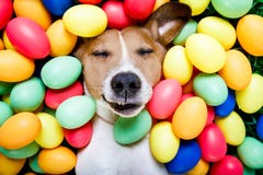 Easter bunny dog with eggs Royalty Free Stock Images Easter bunny dog with eggs Royalty Free Stock Images