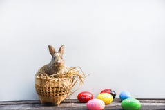 Easter bunny and Easter eggs on gray background royalty free stock photography Easter bunny and Easter eggs on gray background royalty free stock photography