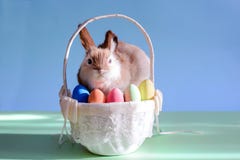 Easter eggs in basket with grass and rabbit royalty free stock photos Easter eggs in basket with grass and rabbit royalty free stock photos