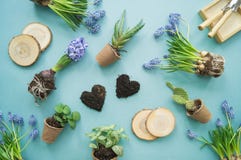 Easter composition. The process of transplanting flowers, top view. Blue background. stock photos Easter composition. The process of transplanting flowers, top view. Blue background. stock photos