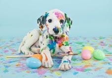 Easter Dalmatian Puppy Royalty Free Stock Images Easter Dalmatian Puppy Royalty Free Stock Images