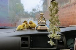 Easter ducklings in the car