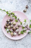 Easter eggs with branch of spring cherry blossom royalty free stock photos Easter eggs with branch of spring cherry blossom royalty free stock photos