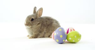 Easter eggs and Easter bunny