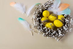 Easter eggs in the nest on light background. Scattered color feathers. Traditionally holiday decorating. royalty free stock photography Easter eggs in the nest on light background. Scattered color feathers. Traditionally holiday decorating. royalty free stock photography
