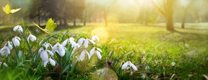 Easter Spring Flower Background; Fresh Flower And Butterfly Royalty Free Stock Images Easter Spring Flower Background; Fresh Flower And Butterfly Royalty Free Stock Images