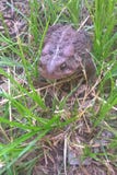 Eastern American Toad. The Eastern American Toad is a medium sized toad. Their color and pattern vary, especially for females. Color changes from yellow to brown royalty free stock image Eastern American Toad. The Eastern American Toad is a medium sized toad. Their color and pattern vary, especially for females. Color changes from yellow to brown royalty free stock image