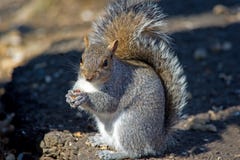 Eastern Gray Squirrel Royalty Free Stock Images