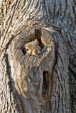 Eastern Gray Squirrel Royalty Free Stock Photo
