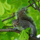 Eastern Gray Squirrel (Sciurus Carolinensis) In Natural Blur Background, Squirrel Sitting On The Tree, Eastern Gray Squirrel Royalty Free Stock Photo Eastern Gray Squirrel (Sciurus Carolinensis) In Natural Blur Background, Squirrel Sitting On The Tree, Eastern Gray Squirrel Royalty Free Stock Photo