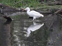 Eastern great egret royalty free stock photo Eastern great egret royalty free stock photo