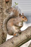 Eastern Grey Squirrel stock images Eastern Grey Squirrel stock images