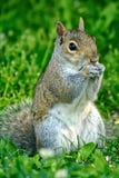 Eastern Grey Squirrel stock photo Eastern Grey Squirrel stock photo