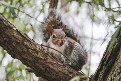 Eastern Grey Squirrel portrait in late summer royalty free stock image Eastern Grey Squirrel portrait in late summer royalty free stock image