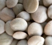 Natural organic lentils for healthy food, macro shoot stock photo Natural organic lentils for healthy food, macro shoot stock photo