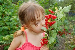 Eating Red Currant Stock Photography