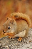 Eating Red Squirel Stock Photography