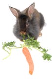 Eating Time For Lion Rabbit Stock Photos
