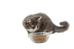 Eating Time For Pretty Cute Kitten Royalty Free Stock Image