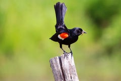 Eating Time For Red-winged Blackbird 7 Stock Image