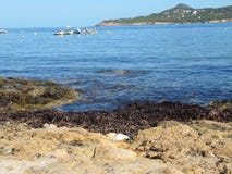Eau de mer claire fraîche et se refléter les roches couvertes dans l'algue rayent le rivage image libre de droits Eau de mer claire fraîche et se refléter les roches couvertes dans l'algue rayent le rivage image libre de droits