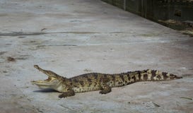 Eau de mer Thaïlande de crocodile photographie stock libre de droits Eau de mer Thaïlande de crocodile photographie stock libre de droits
