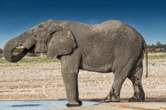 Eau potable d'éléphant dans la savane d'Etosha namibia photos libres de droits Eau potable d'éléphant dans la savane d'Etosha namibia photos libres de droits