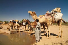 Eau potable de chameaux image stock Eau potable de chameaux image stock