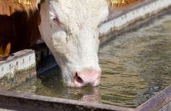 Eau potable de vache photo stock Eau potable de vache photo stock