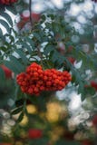 Ebereschenbaumastabschluß herauf Freien auf grünem Hintergrund, orange Ebereschenbeeren, natürlicher Hintergrund, Vogelbeeren auf lizenzfreies stockbild Ebereschenbaumastabschluß herauf Freien auf grünem Hintergrund, orange Ebereschenbeeren, natürlicher Hintergrund, Vogelbeeren auf lizenzfreies stockbild