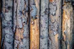 Echeggiare struttura di legno fotografia stock libera da diritti Echeggiare struttura di legno fotografia stock libera da diritti