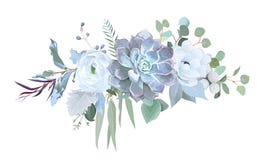 Echeveria azul polvoriento suculento, ranúnculo blanco, anémona, eucal ilustración del vector Echeveria azul polvoriento suculento, ranúnculo blanco, anémona, eucal ilustración del vector