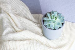 Echeveria colorata, rare succulent flower in a grey pot on knitted blanket or plaid, minimal style, indoors, cozy home stock photos Echeveria colorata, rare succulent flower in a grey pot on knitted blanket or plaid, minimal style, indoors, cozy home stock photos
