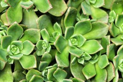 Echeveria kaktusväxter i trädgården fotografering för bildbyråer Echeveria kaktusväxter i trädgården fotografering för bildbyråer
