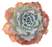 Echeveria Succulente Curlylocks royalty-vrije stock fotografie Echeveria Succulente Curlylocks royalty-vrije stock fotografie