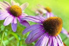 Echinacea in de tuin met vlinders in de lente stock afbeeldingen Echinacea in de tuin met vlinders in de lente stock afbeeldingen