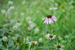 Echinacea en jardín verde imagen de archivo libre de regalías Echinacea en jardín verde imagen de archivo libre de regalías