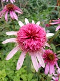 Echinacea pink Double Delight stock photos Echinacea pink Double Delight stock photos