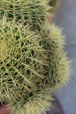 Echinocactus grusonii succulent close up background texture pattern royalty free stock photography Echinocactus grusonii succulent close up background texture pattern royalty free stock photography
