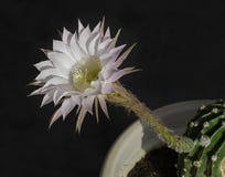 Echinopsis natt som blommar kaktusblomman och den tubformiga stammen arkivbild Echinopsis natt som blommar kaktusblomman och den tubformiga stammen arkivbild